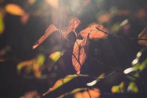 Close up sunlight through fall foliage concept photo