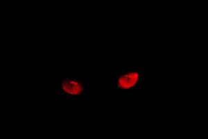 ojos rojos de gato sobre un fondo negro.Efecto de ojos rojos. foto