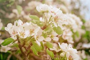 White spring pear blossoms.Fresh spring background on outdoor nature.Beautiful white spring flowers blossom pear tree. photo