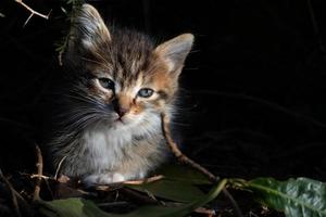 pequeño gatito atigrado. pequeño gatito atigrado con ojos azules mirando curiosamente. adorable animalito bebé. foto