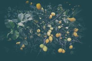 limones colgando de la rama de un árbol foto