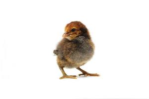 A newborn brown chick.Little chicken isolated on white background photo