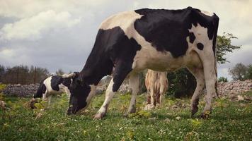 pastoreo de vacas lecheras. vaca frisona en el pastoreo de primer plano. foto