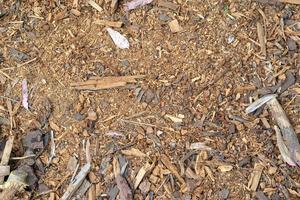 Wood shavings. Texture of wood chips. photo