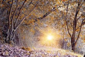 Northern deciduous forest.Woods in autumn colors in the natural park. photo