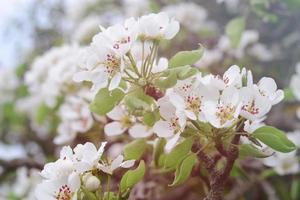 White spring pear blossoms.Fresh spring background on outdoor nature.Beautiful white spring flowers blossom pear tree. photo