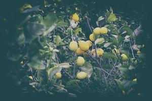 Lemons hanging on the tree branch photo