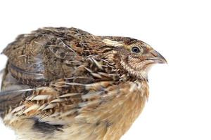 Profile of a quail isolated on white background photo