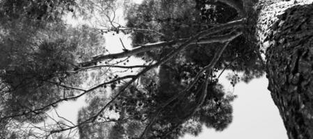 Thick foliage of a pine tree seen from below. Black and white photo