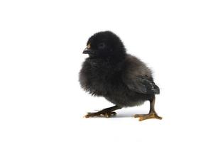 Small black chicken isolated on white.A newborn chick. photo