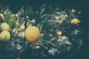 limones colgando de la rama de un árbol foto