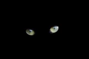 ojos de gato sobre fondo negro foto