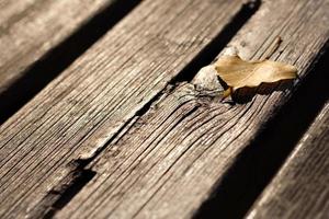 hoja de otoño marrón sobre tablas de madera. imagen horizontal foto