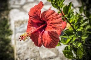 A close up photo of a red hibiscus flower in Greece