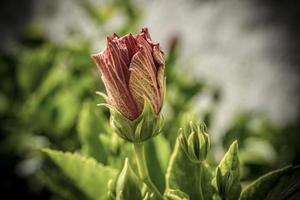 A close up photo of a budding hibiscus flower