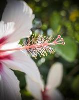 A close up photo of a white hibiscus flower in Greece