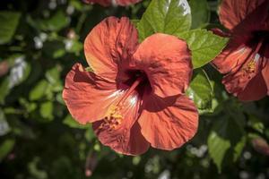 A close up photo of a red hibiscus flower in Greece