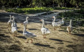 A flock of white geese in Greece photo