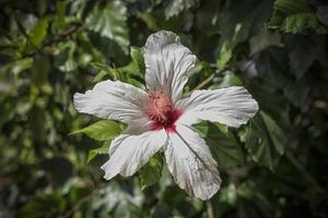 A close up photo of a white hibiscus flower in Greece