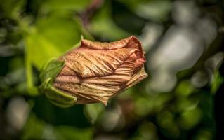 A close up photo of a budding hibiscus flower