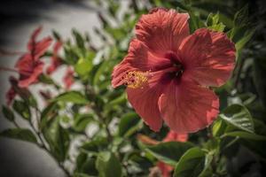 A close up photo of a red hibiscus flower in Greece