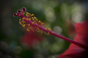 A close up photo of a red hibiscus pistil