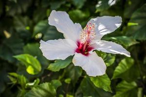 A close up photo of a white hibiscus flower in Greece