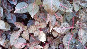 red leaves top view. nature background photo