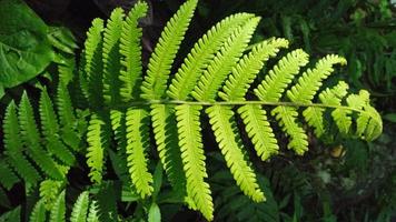 hermosa textura de hoja de helecho en la naturaleza. helechos naturales fondo borroso. plantas de helecho en el bosque. concepto de naturaleza de fondo. foto