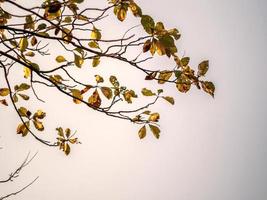 The tops of the teak trees shed their leaves in the dry season photo