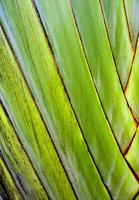 Texture on body of traveler's palm, Ravenala banana photo