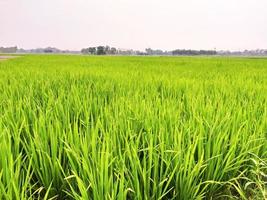 Green rice field and sky high quality photo