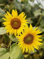 beautiful sunflower natural background high quality photo