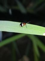 ladybug on grass high quality photo