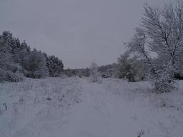 Winter nature landscape with beautiful skies and snow-covered trees. Nature of Ukraine. photo