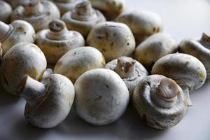 frutos grandes de champiñones sobre un fondo blanco. muchas setas en primer plano. foto