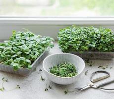 Assortment of micro greens on  table photo