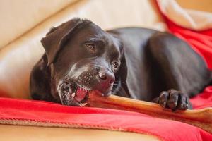 un perro labrador negro con un hueso. la mascota está echada en el sofá sobre la manta. foto