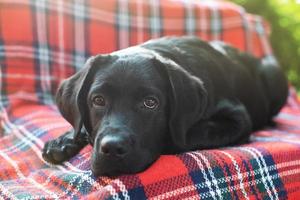 A black labrador retriever puppy lies on a sofa in the garden. Portrait of a thoroughbred dog. photo