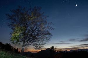 Moon lighting up tree photo