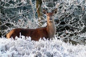 Female Red Deer photo