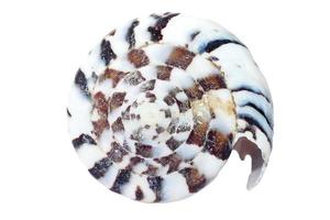 Seashell On White photo
