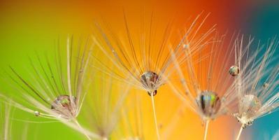 Colourful Dandelion Seeds With Dewdrops photo