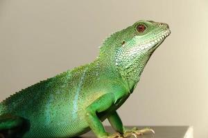 Female Green Water Dragon Lizard photo