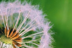 Dandelion Clock Macro photo