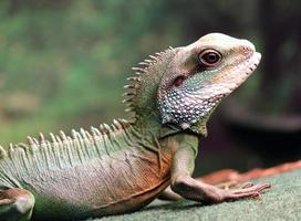 lagarto dragón de agua verde asiático foto