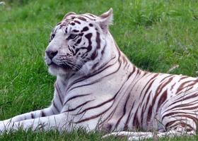 hermoso tigre blanco foto