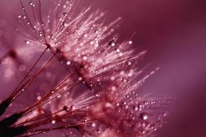 Water Droplets Dark Pink photo