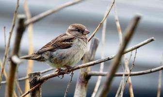 Little Tree Sparrow photo