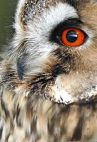Owl Close Up Portrait photo